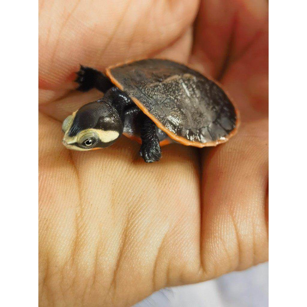 圆澳侧颈龟宠物乌龟深水宠物龟活体包活,淘宝优惠券,粉丝福利购,淘宝优惠卷