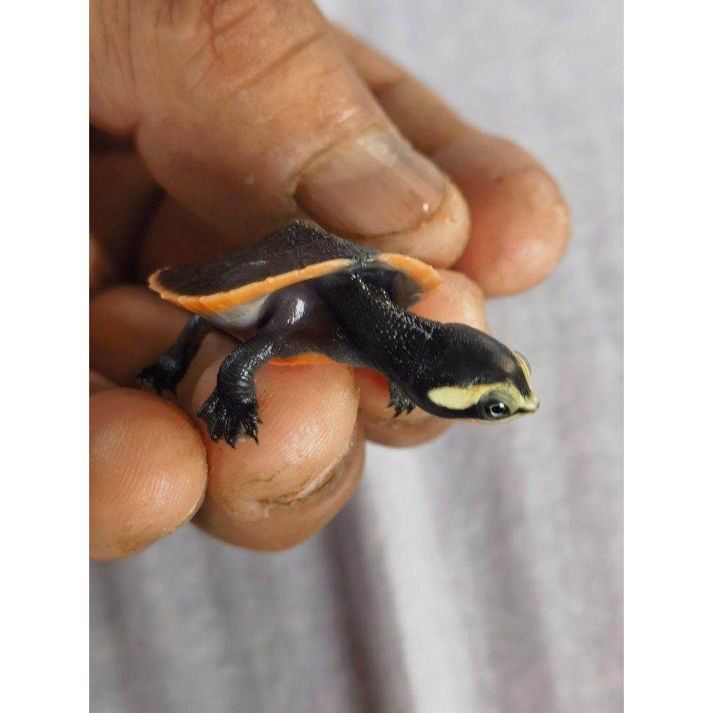 圆澳侧颈龟宠物乌龟深水宠物龟活体包活,淘宝优惠券,粉丝福利购,淘宝优惠卷