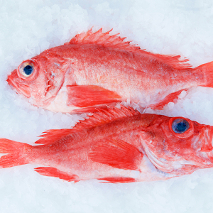 加拿大红鱼红石斑鱼鲜活冷冻海鱼大鱼新鲜超大条富贵鱼海鲜水产