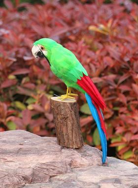 仿真小鸟金刚鹦鹉摆件真羽毛彩色动物标本摄影道具教学工艺品模型