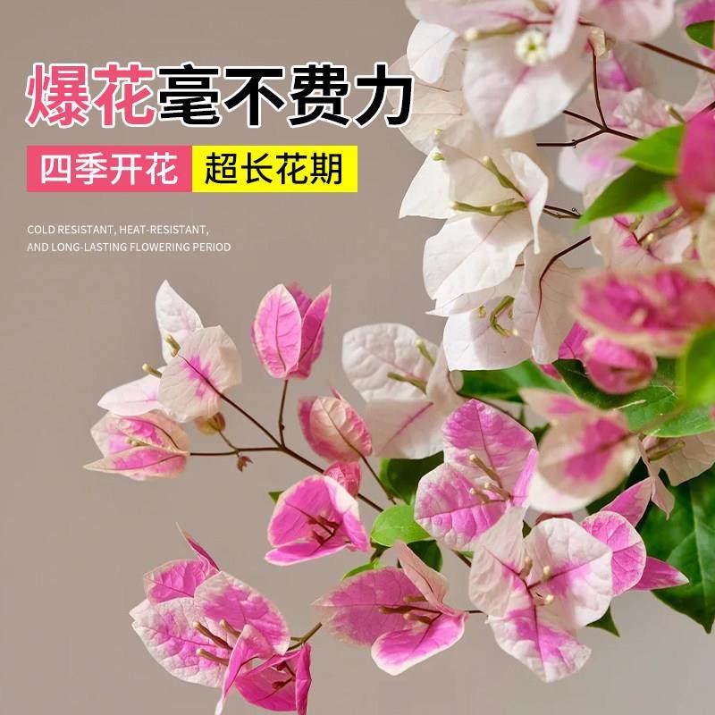 重瓣三角梅盆栽带花老桩爬藤植物四季开 花阳台庭院室内花卉绿植,淘宝优惠券,粉丝福利购,淘宝优惠卷