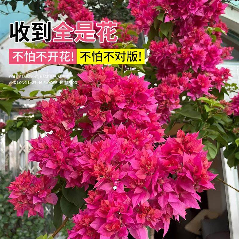 重瓣三角梅盆栽带花老桩爬藤植物四季开 花阳台庭院室内花卉绿植,淘宝优惠券,粉丝福利购,淘宝优惠卷