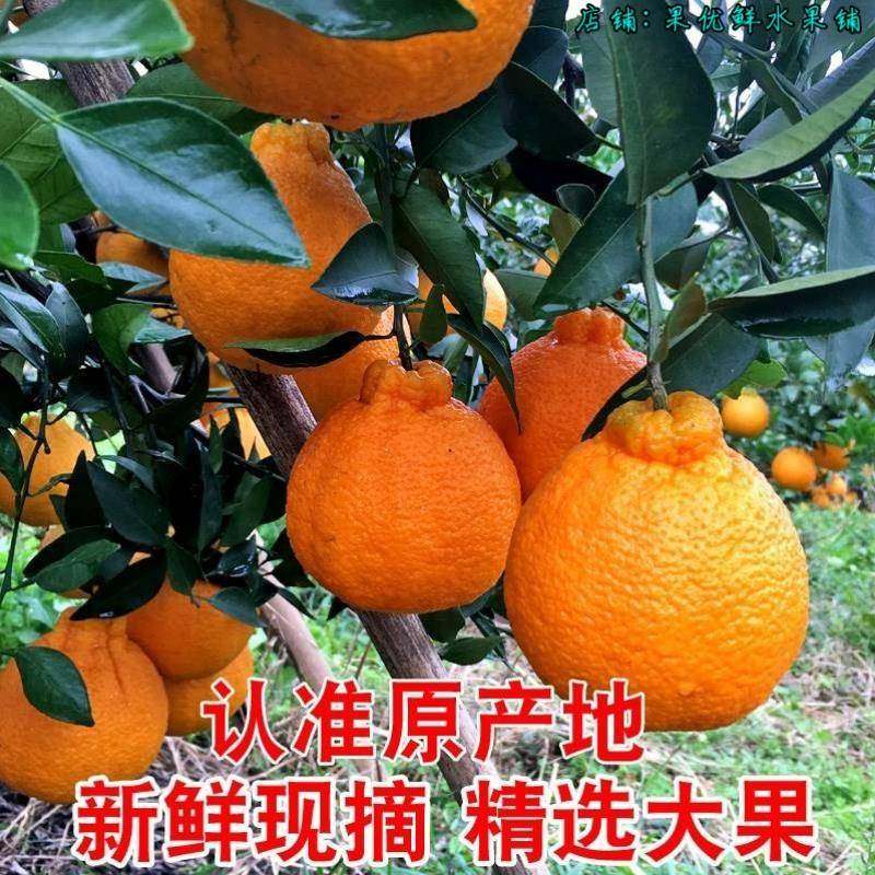 四川春见耙耙柑粑粑柑10斤橘子甜当季整箱新鲜水果丑柑桔包邮,淘宝优惠券,粉丝福利购,淘宝优惠卷