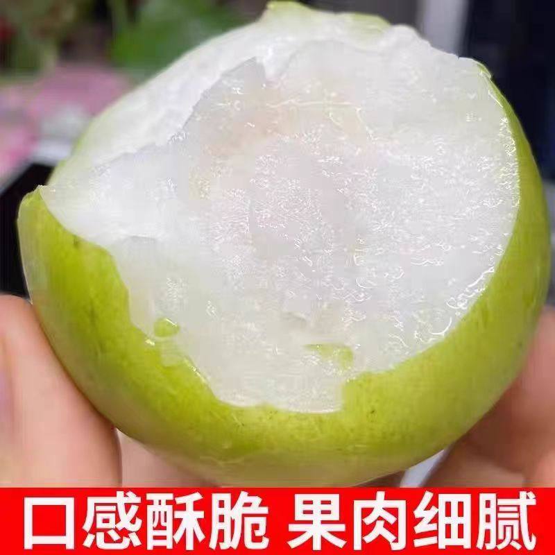 正宗西双版纳苹果枣现摘云南花斑苹果枣脆甜当季冬枣新鲜水果整箱,淘宝优惠券,粉丝福利购,淘宝优惠卷