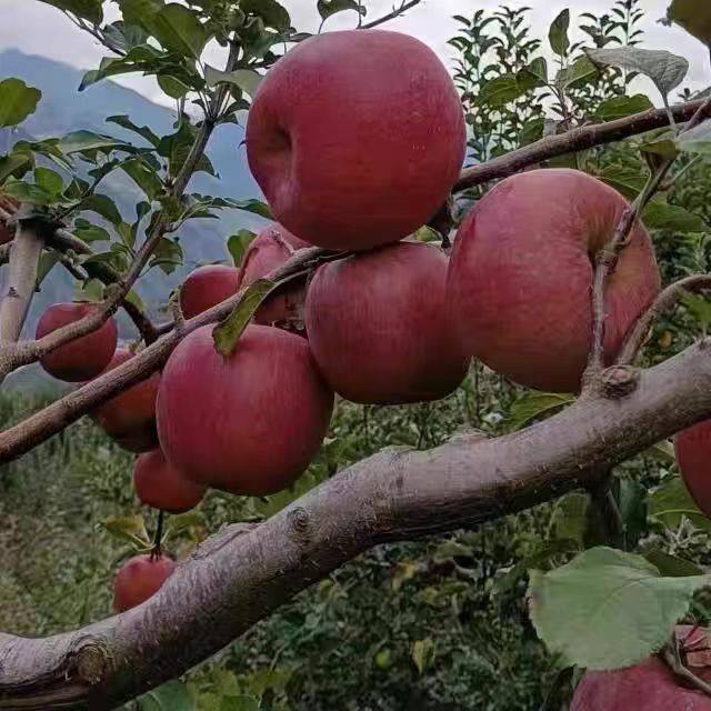 四川甘孜康定泸定县黄草坪正宗糖心苹果(精品中大果)送礼佳品,淘宝优惠券,粉丝福利购,淘宝优惠卷