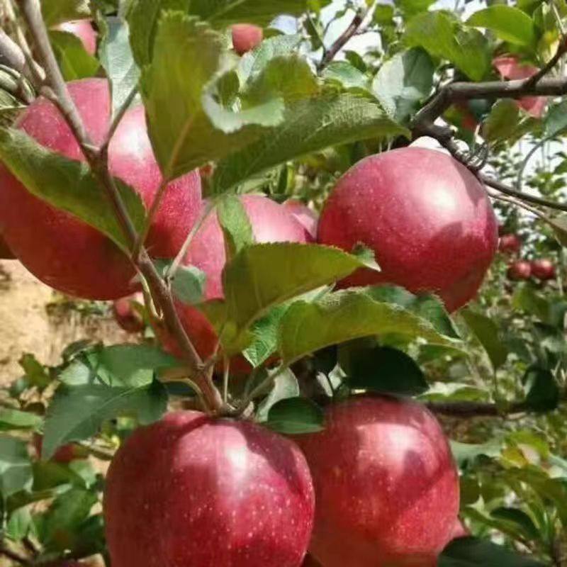 四川甘孜康定泸定县黄草坪正宗糖心苹果(精品中大果)送礼佳品,淘宝优惠券,粉丝福利购,淘宝优惠卷