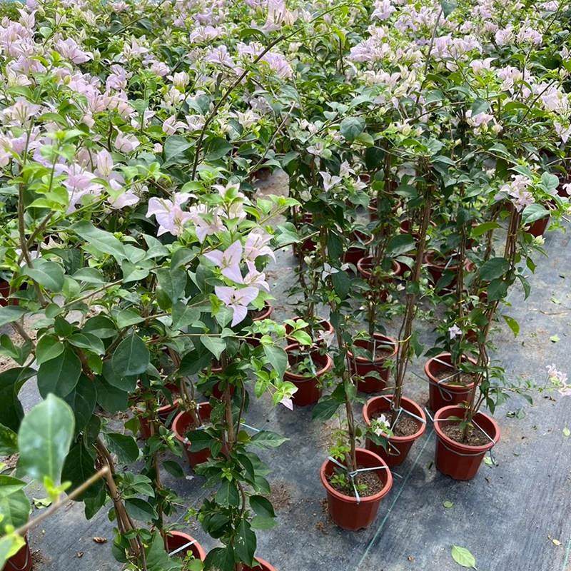 爬藤三角梅大苗高飘原生加州黄高杆飘枝老桩室内盆栽庭院勤花耐热,淘宝优惠券,粉丝福利购,淘宝优惠卷