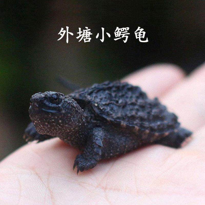 北美小鳄龟苗活物宠物龟观赏龟杂佛食肉龟水龟外塘凶猛小乌龟活物,淘宝优惠券,粉丝福利购,淘宝优惠卷