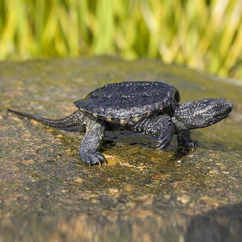 北美小鳄龟苗活物宠物龟观赏龟杂佛食肉龟水龟外塘凶猛小乌龟活物,淘宝优惠券,粉丝福利购,淘宝优惠卷