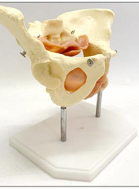 女性骨盆及盆底肌肉模型 盆骨模型 人体骨骼模型 产妇盆骨模型