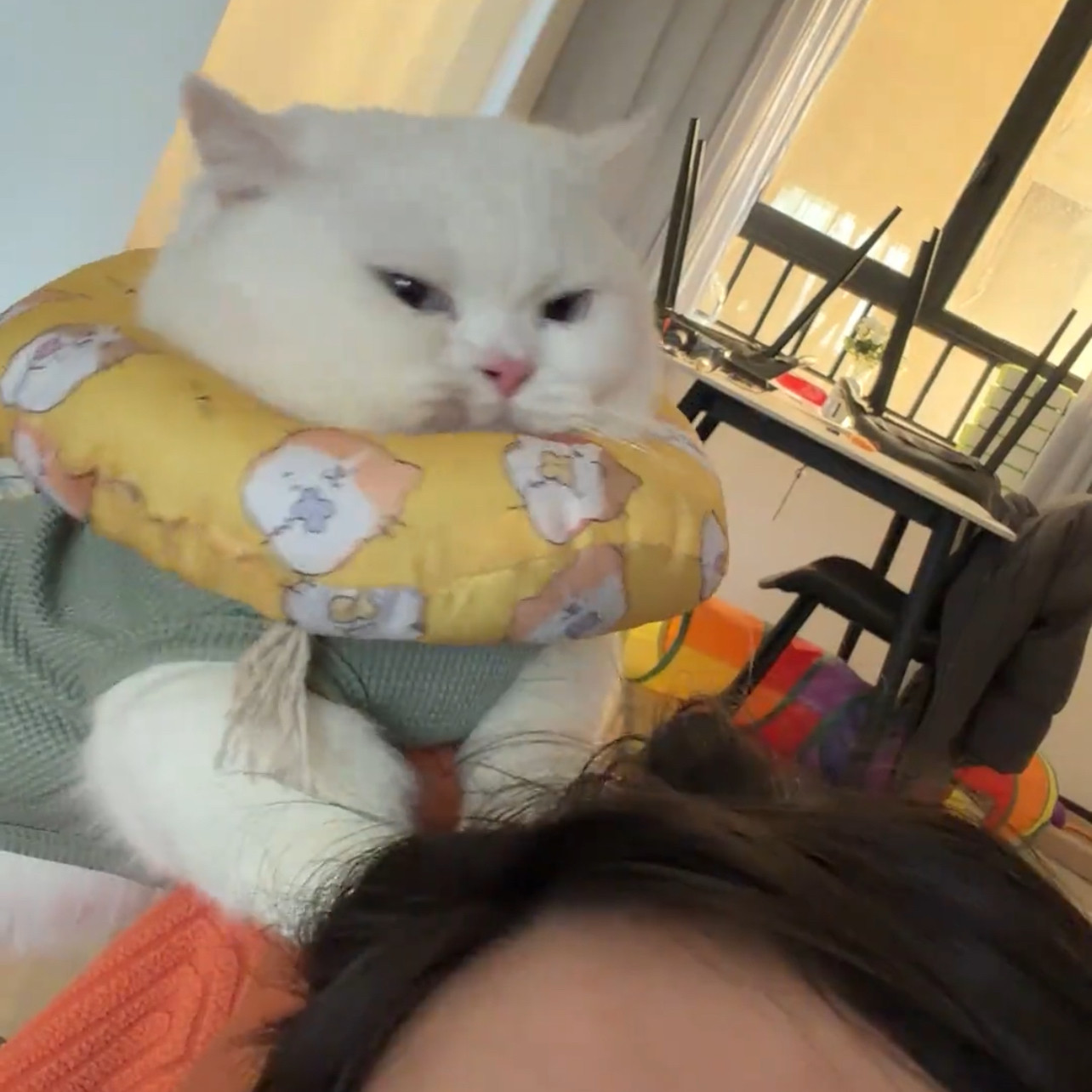 卡通图案防护防咬猫咪脖圈宠物头套可爱项圈防水伊丽莎白猫圈,淘宝优惠券,粉丝福利购,淘宝优惠卷