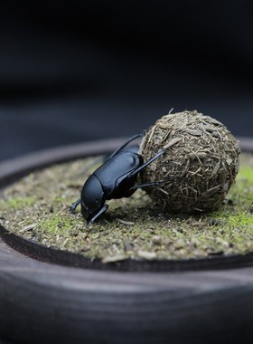 【前行】b甲虫标本屎壳郎推粪球蜣螂圣甲虫微景观桌面家居摆件礼