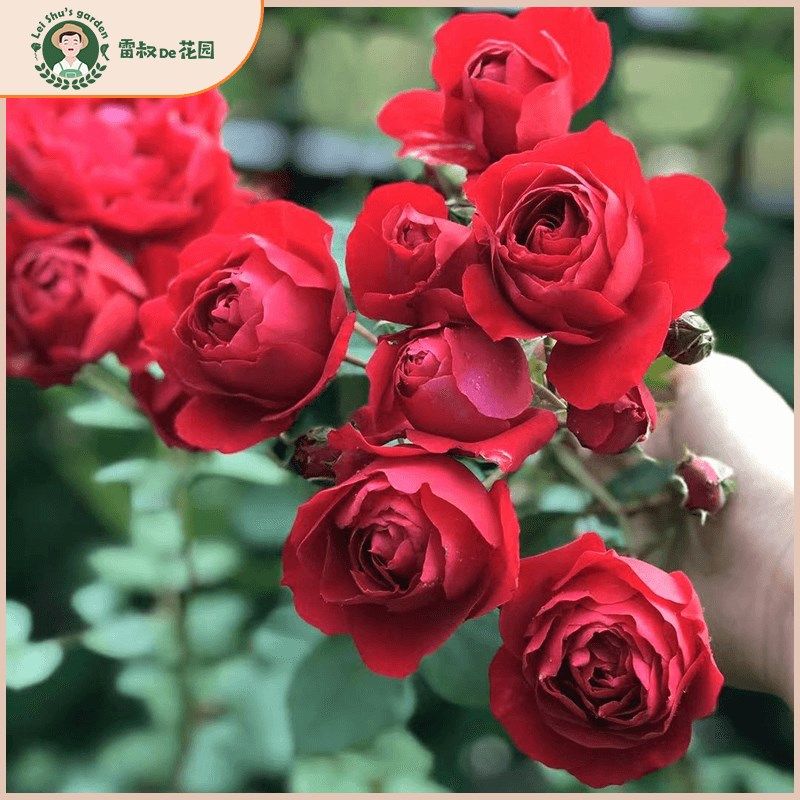 雷叔的花园佛罗仑蒂娜月季花苗正红色爬藤拱门围墙花栏造型盆栽地,淘宝优惠券,粉丝福利购,淘宝优惠卷