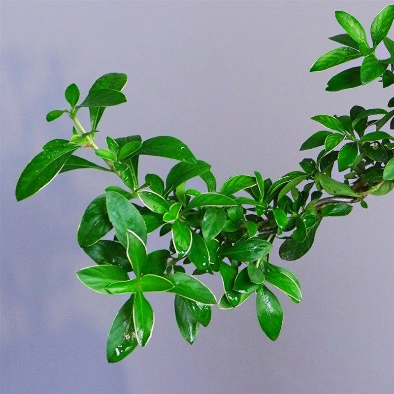 六月雪盆景悬崖红花茶桌禅意室内窗台小绿植物办公室茶几桌面盆栽,淘宝优惠券,粉丝福利购,淘宝优惠卷