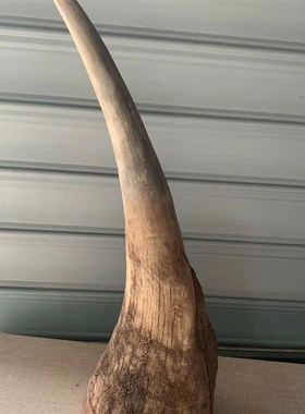 保真非洲角古玩收藏摆件养生文玩把件工艺品送礼大气