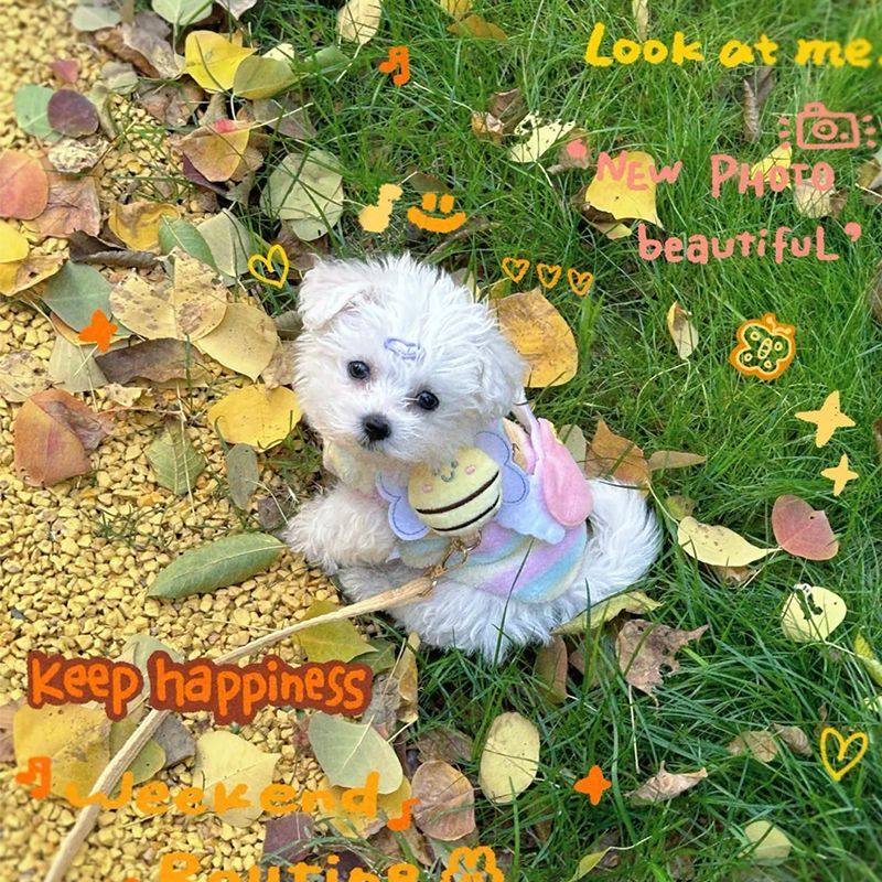 牵引绳蜜蜂猫咪挣脱防脱工字调节绳子宠物小型布偶泰迪外出专用,淘宝优惠券,粉丝福利购,淘宝优惠卷