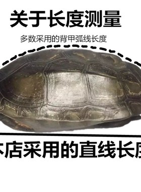 龟趣天然完整墨龟壳干净真乌龟壳龟甲家居桌面摆件中式纯手工饰品