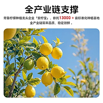 柠小酌安岳柠檬精酿啤酒500ml*6罐[76元优惠券]-寻折猪