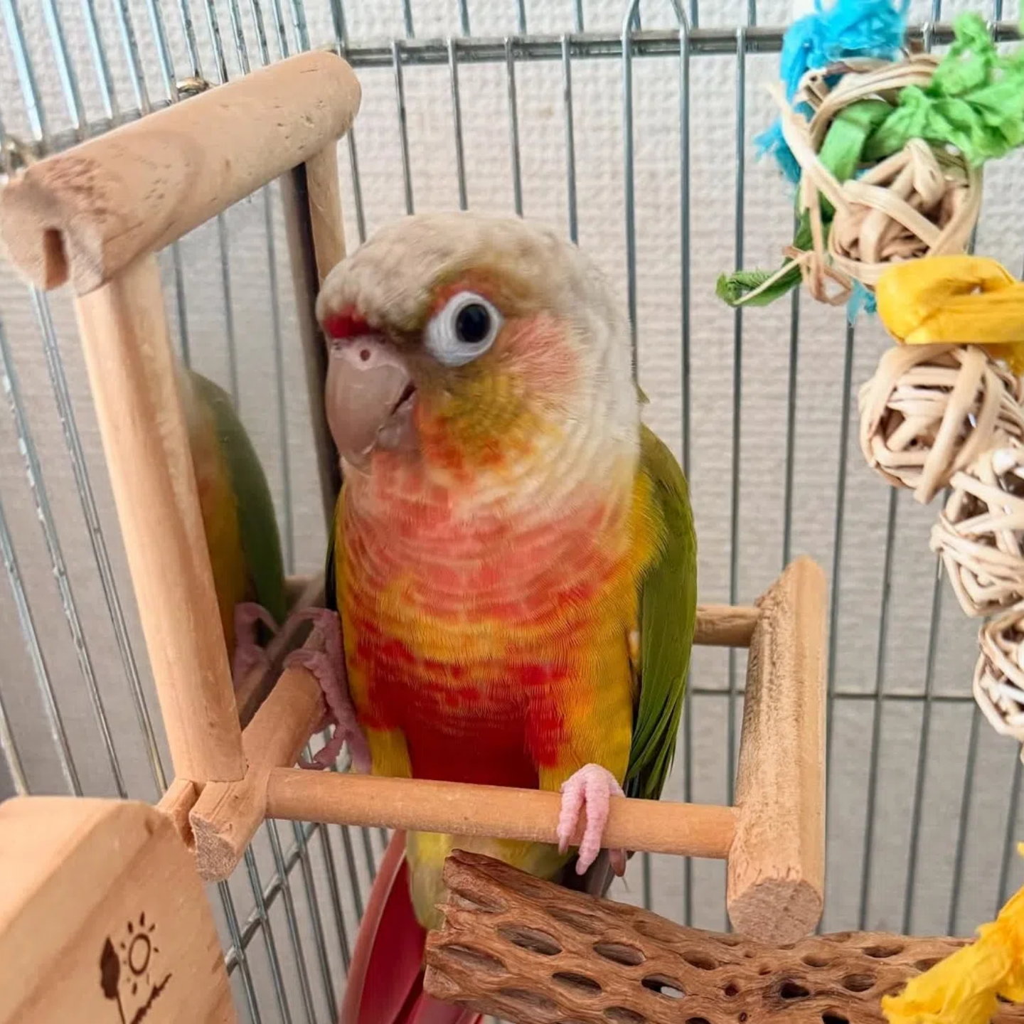 小太阳鹦鹉凤梨活鸟学说话手养亲人宠物活体小鸟宠物鸟类半毛雏鸟,淘宝优惠券,粉丝福利购,淘宝优惠卷