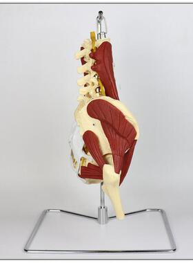 悬挂式人体五节腰椎带神经椎间盘突出带单边腰肌盆肌带电镀座支架
