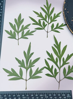 橙红色硫华菊带枝压花天然植物标本手作手工滴胶灯片相框干花