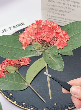 龙船花压花带枝叶红色大花干花押花画滴胶填充花材DIY手工材料