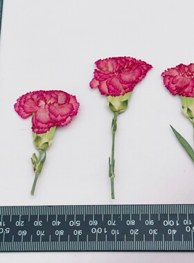 康乃馨压花标本带枝多色真干花 DIY滴胶耳环相框手账手工植物花材