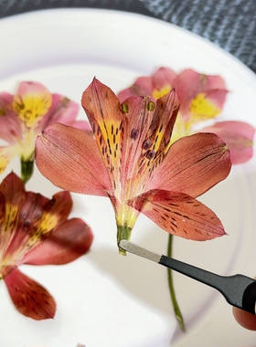 六出花压花干花DIY手机壳相框