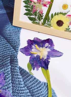 紫色蕾丝边郁金香干花压花材料包