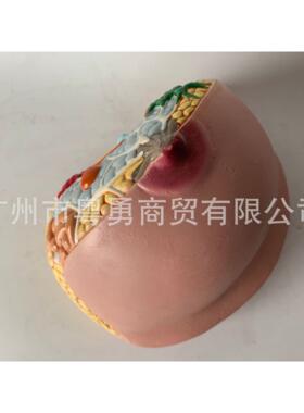 乳房模型 乳房解剖 病例乳腺模型 乳房构造 哺乳乳房 乳房教具