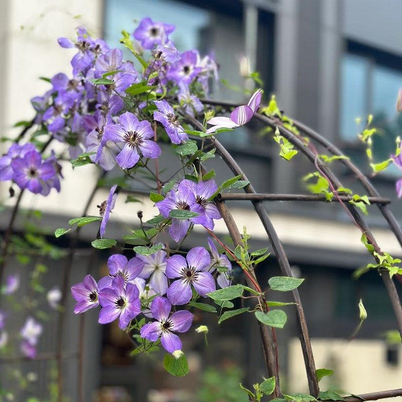 早安黎明的天空铁线莲大苗阳台盆栽重瓣大花庭院藤本爬藤攀援植物,淘宝优惠券,粉丝福利购,淘宝优惠卷