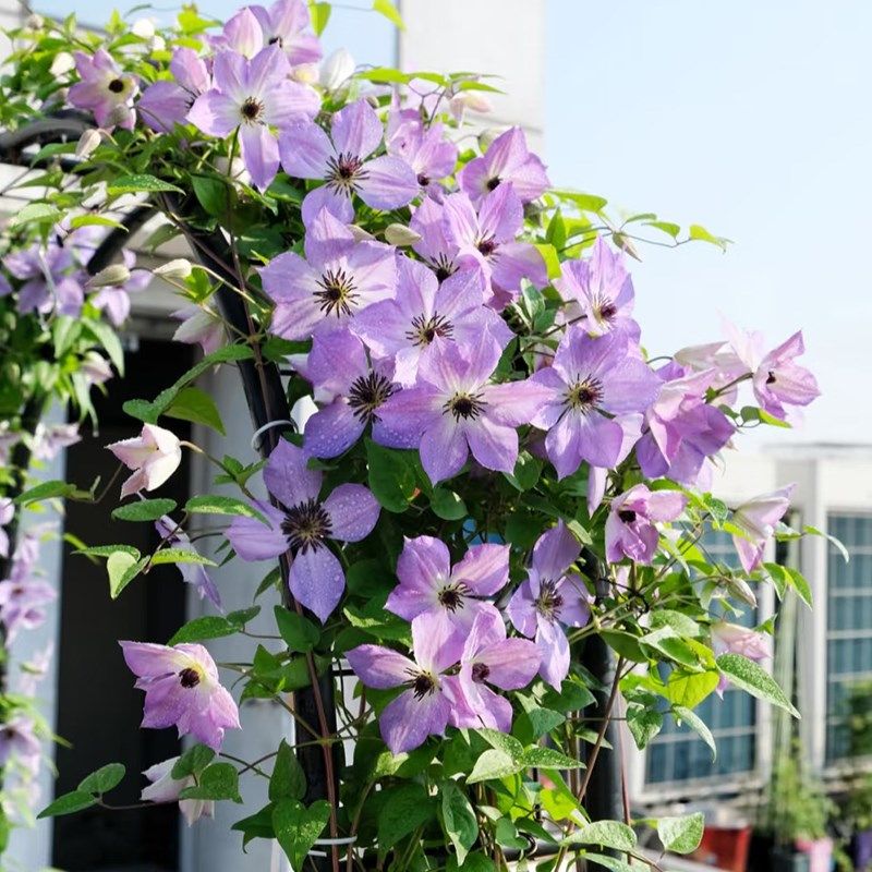 早安黎明的天空铁线莲大苗阳台盆栽重瓣大花庭院藤本爬藤攀援植物,淘宝优惠券,粉丝福利购,淘宝优惠卷