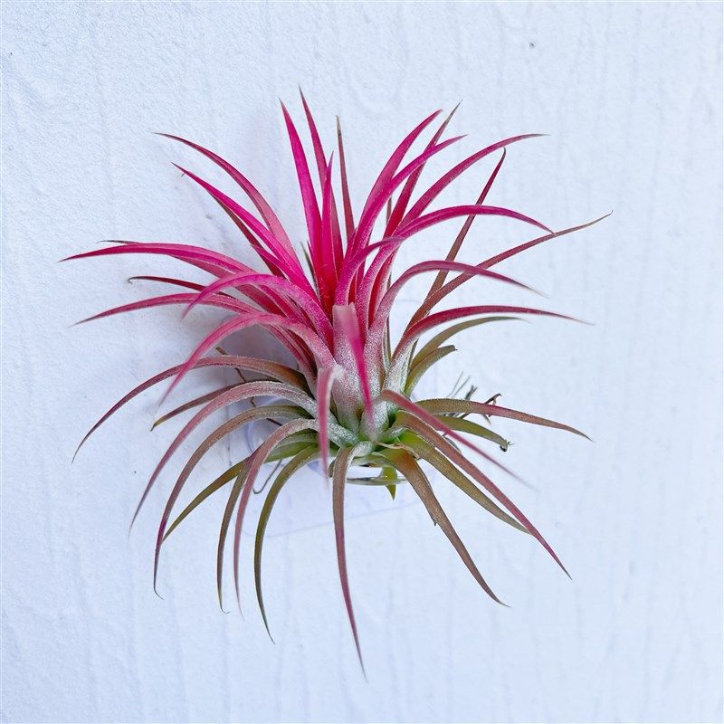 空气凤梨支架花盆花架配饰冰箱贴装饰自粘贴支架底座透明固定神器,淘宝优惠券,粉丝福利购,淘宝优惠卷