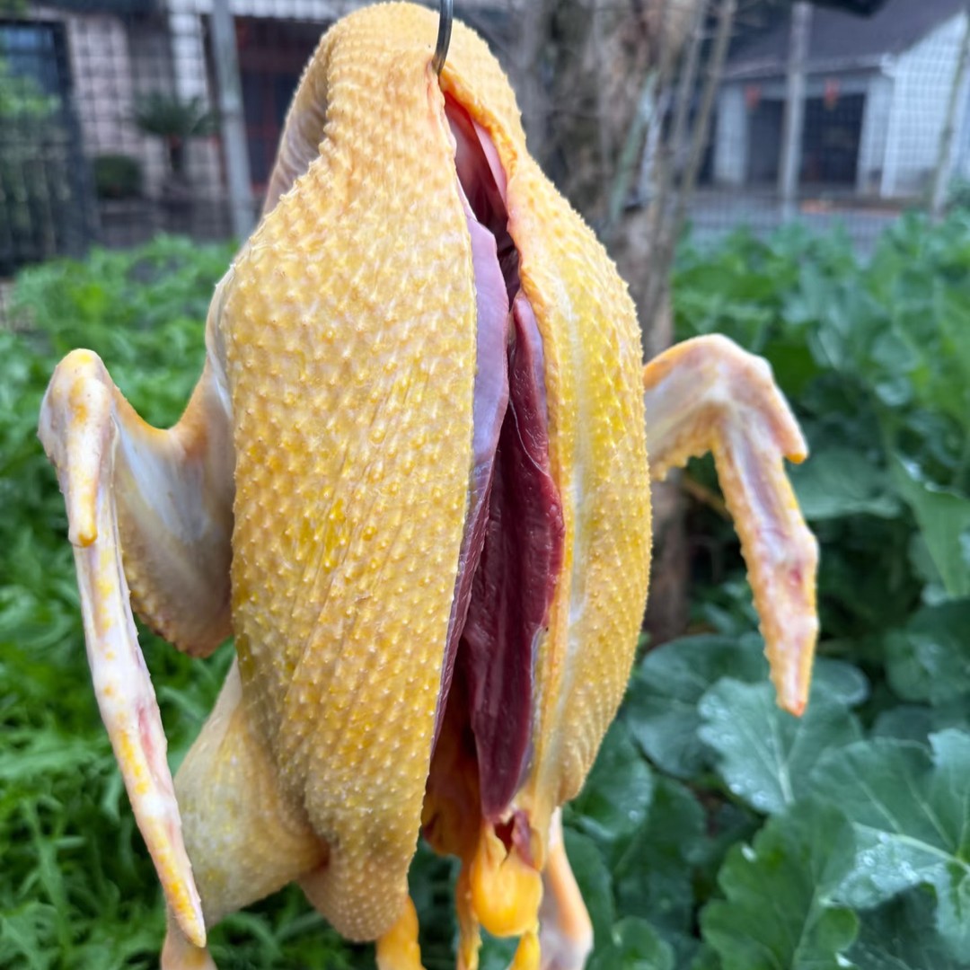 Sichuan authentic free-range shelduck in rice fields, yellow skin and red meat~with internal organs, net weight 4 catties/piece