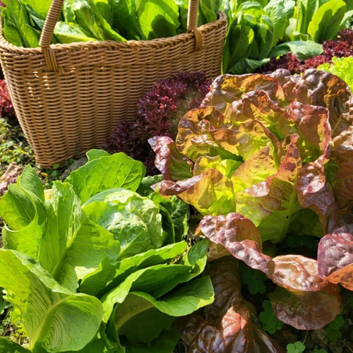 生菜苗速生生菜秧苗阳台种植易成活奶油生菜种苗子四季盆栽蔬菜苗 - 图1