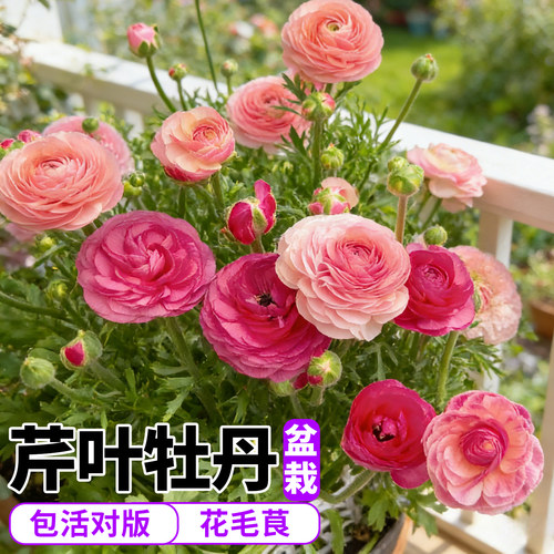 洋牡丹盆栽带花苞室内好养鲜切花花毛茛室内外庭院盆栽花卉绿植物 - 图1