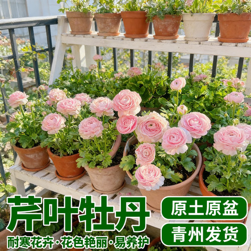 洋牡丹盆栽带花苞室内好养鲜切花花毛茛室内外庭院盆栽花卉绿植物 - 图3