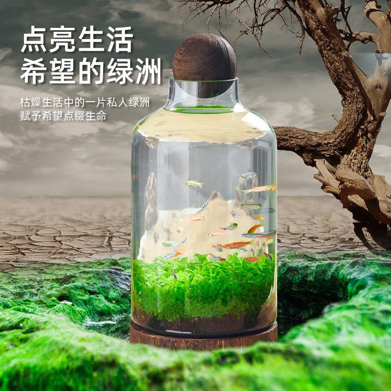 生态瓶微景观玻璃生态鱼缸diy材料小鱼生态瓶水草瓶水草种子景观,淘宝优惠券,粉丝福利购,淘宝优惠卷