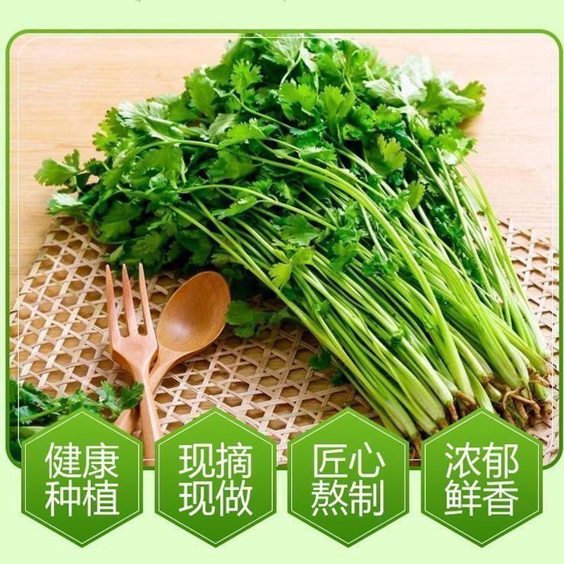 香菜酱下饭酱开胃新鲜香菜酱瓶装拌饭拌面香菜酱即食香菜酱开胃 - 图2