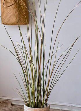 仿真木贼竹节草细竹绿植木贼花艺盆栽装饰插花配材酒店样板间摆件