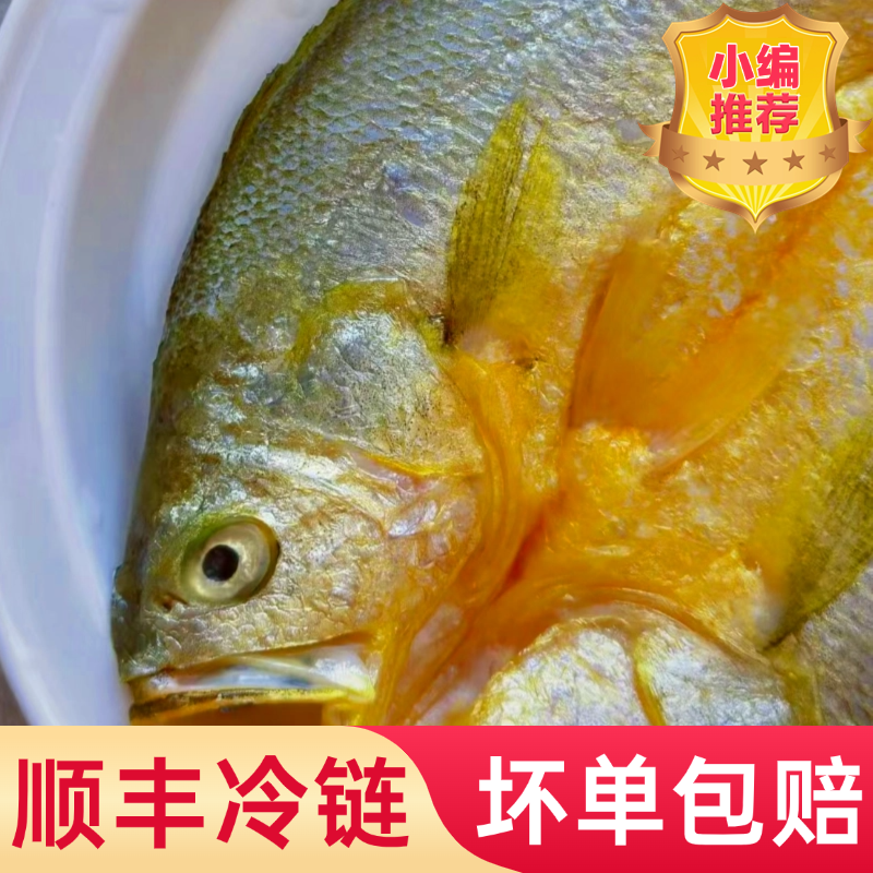黄鱼鲞鲜活大黄鱼开背三去免处理黄瓜鱼黄花鱼海鱼商用海鲜水产,淘宝优惠券,粉丝福利购,淘宝优惠卷