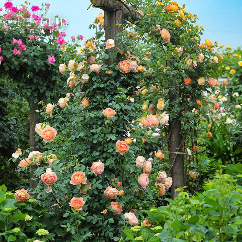 海蒂的花园夏洛特夫人英国奥斯汀藤本月季露台庭院花卉植物盆栽苗,淘宝优惠券,粉丝福利购,淘宝优惠卷