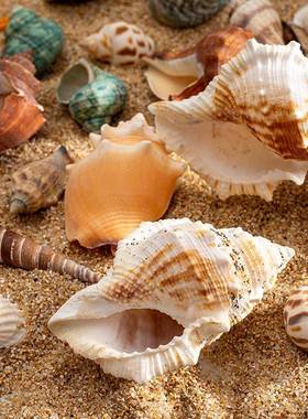 壳天然贝海螺珊瑚鱼缸装饰品拍摄道具中艺44378工品微景观地海海