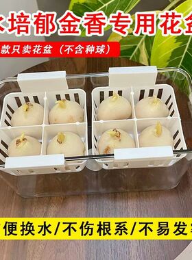 水培郁金香玻璃花瓶带定植篮