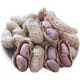 New arrival Longyan specialty boiled white sun-dried salted peanuts garlic spice multi-flavor shelled peanuts nuts roasted seeds and nuts zero