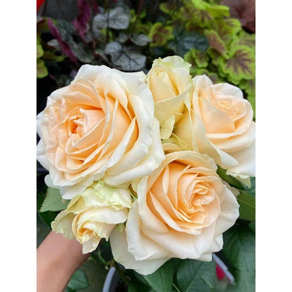 蜜桃雪山月季高档香槟玫瑰多季开花阳台盆栽户外庭院地栽灌木花卉,淘宝优惠券,粉丝福利购,淘宝优惠卷