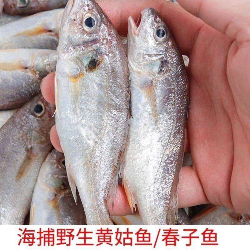 广东本港海捕捞杂鱼渔民打捞鲜活小鱼杂鱼活体活冻真空包装批发,淘宝优惠券,粉丝福利购,淘宝优惠卷