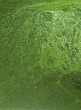凤翔供应水果打汁机蔬菜打浆机姜汁辣椒酱菌类打浆多方面加工设备