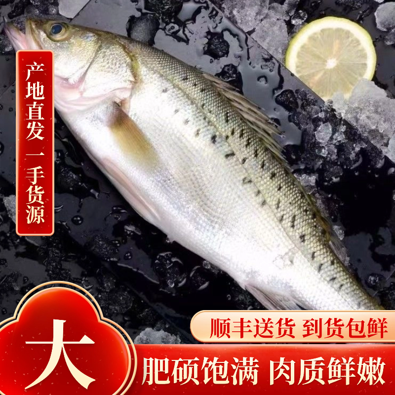 海鲈鱼新鲜超大特大花鲈鱼鲜活冷冻卢鱼七星鲈鱼海鲜水产深海鱼,淘宝优惠券,粉丝福利购,淘宝优惠卷