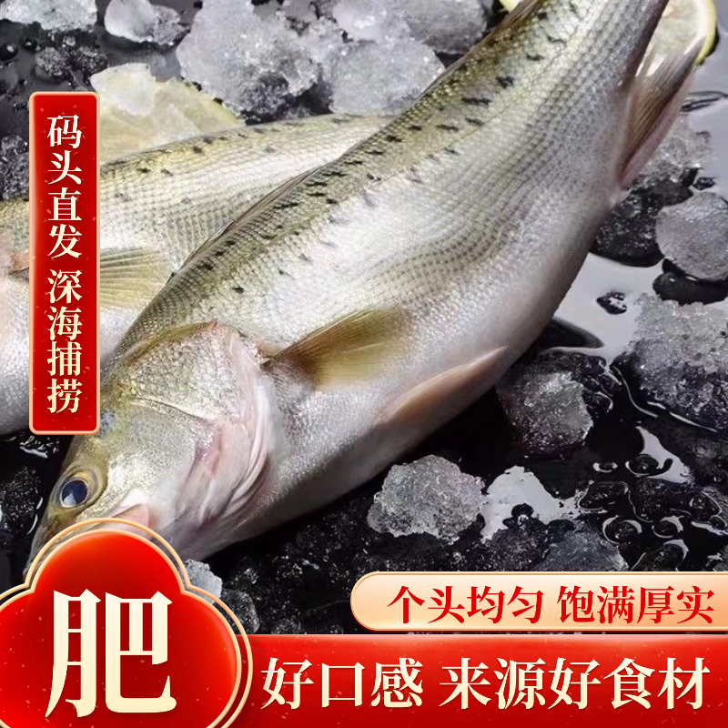 海鲈鱼新鲜超大特大花鲈鱼鲜活冷冻卢鱼七星鲈鱼海鲜水产深海鱼,淘宝优惠券,粉丝福利购,淘宝优惠卷